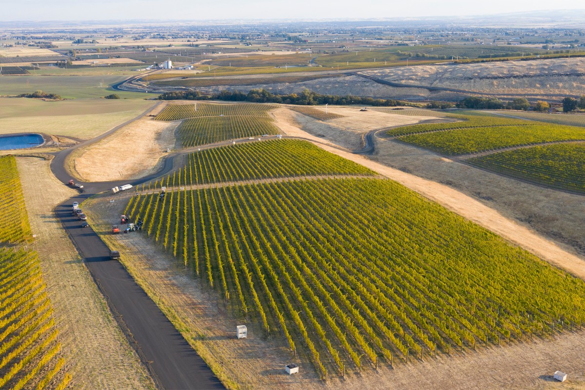 Pambrun Estate Vineyard drone shot